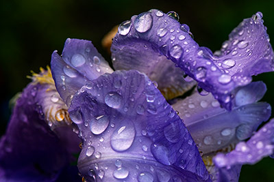 Iris sous la pluie