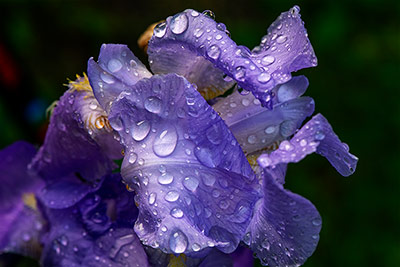 Iris sous la pluie