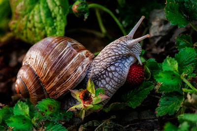 Escargot sauvage en chasse