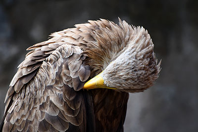 Aigle - Pygargue à queue blanche