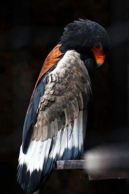 Aigle Bateleur