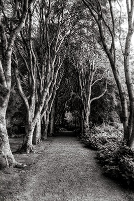 jardin botanique à Akureyri - n&b